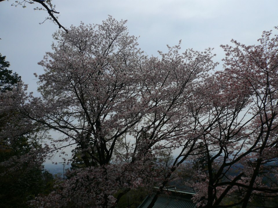 4月10日 早朝高尾山 : 法政大学 軽登山サークルSPRINGのブログ
