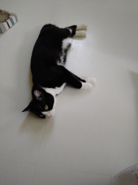 草の花:名前をつけてやる!!