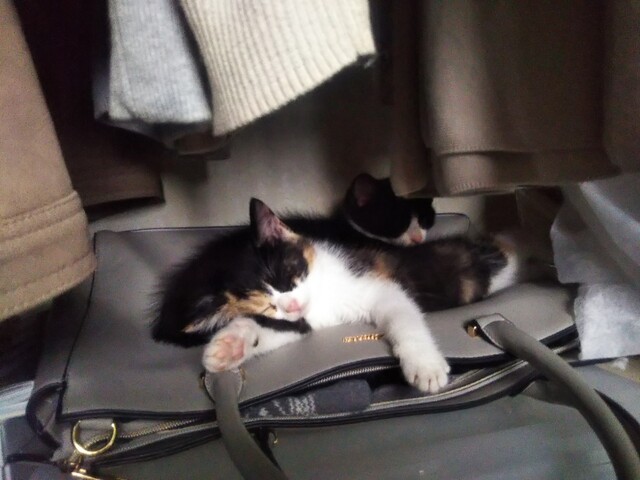 草の花:2020年08月