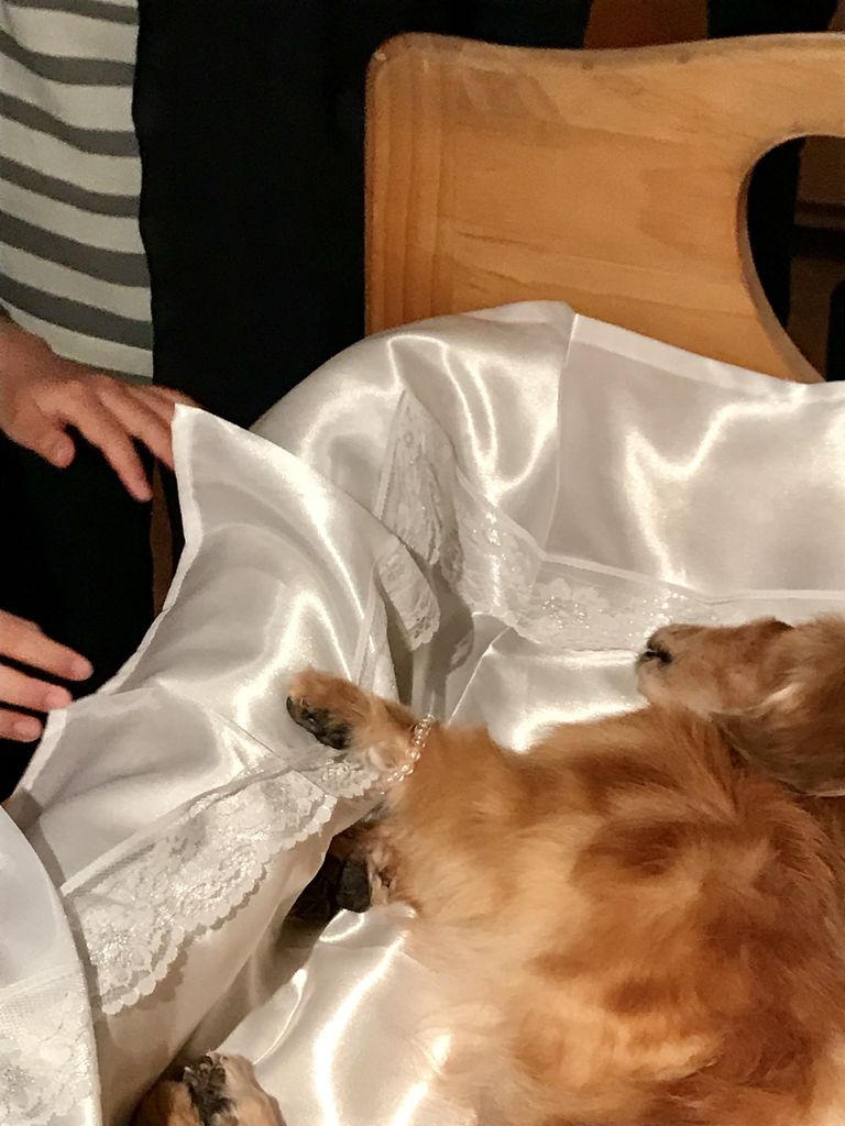 ペットロスになった妻を うつぬけ させたあるものとは 旅 酒場 育児 そしてライター仕事のおたわゴト イカズブログ