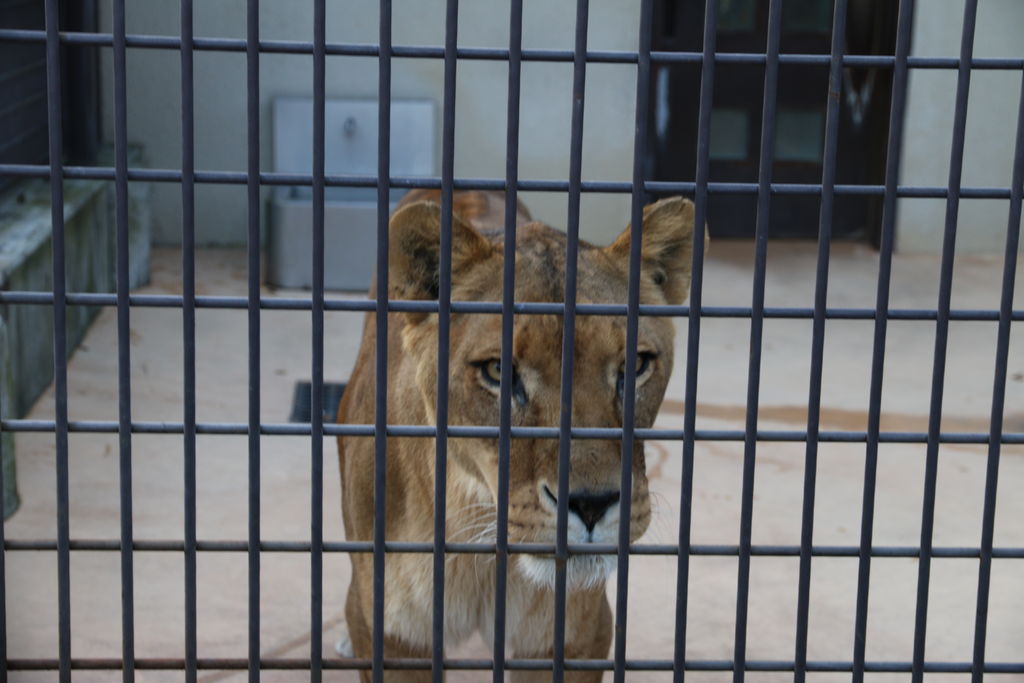 旅 小諸たのしー 2 ライオンのナナちゃんがせつなすぎる長野最古の 小諸市動物園 旅 酒場 育児 そしてライター仕事のおたわゴト イカズブログ 旅 小諸たのしー 2 ライオンのナナちゃんがせつなすぎる長野最古の 小諸市動物園 旅 酒場 育児 そしてライター仕事のおたわゴト イカズブログ