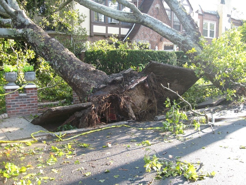 tree-14340_1280