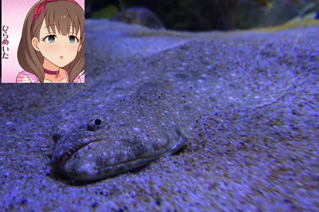shdPfrG