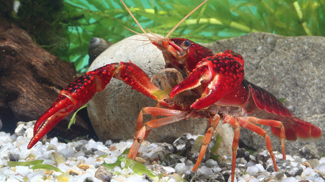 TVP3Vlt デレマスの画像.jpg