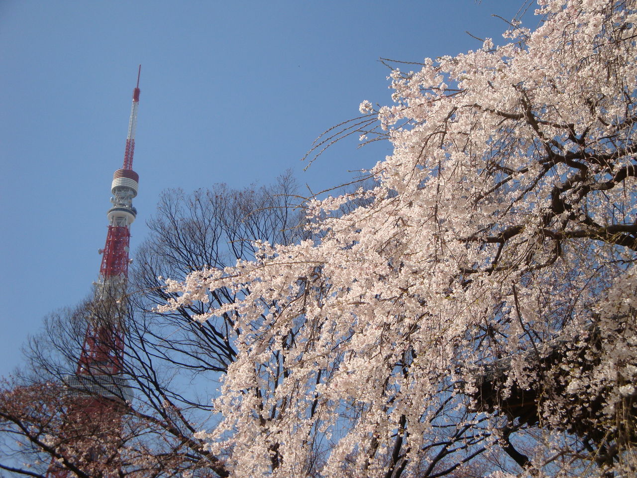 東京タワーに桜 北の桜日和