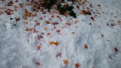 IMG_20201111_104529