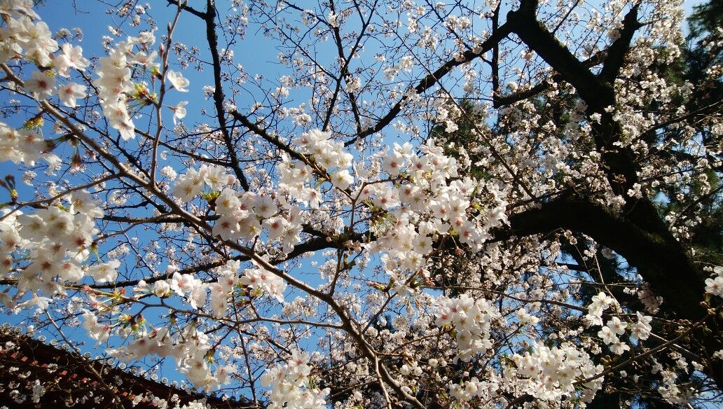 戒厳令下でも東京の桜は美しい 北の桜日和 戒厳令下でも東京の桜は美しい 北の桜日和