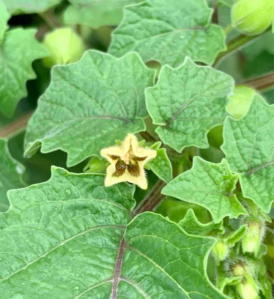 食用ホオズキ Sr Futapaのblog