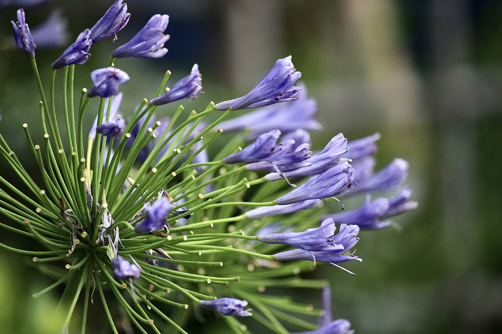 アガパンサスの紫の花 Sr Futapaのblog