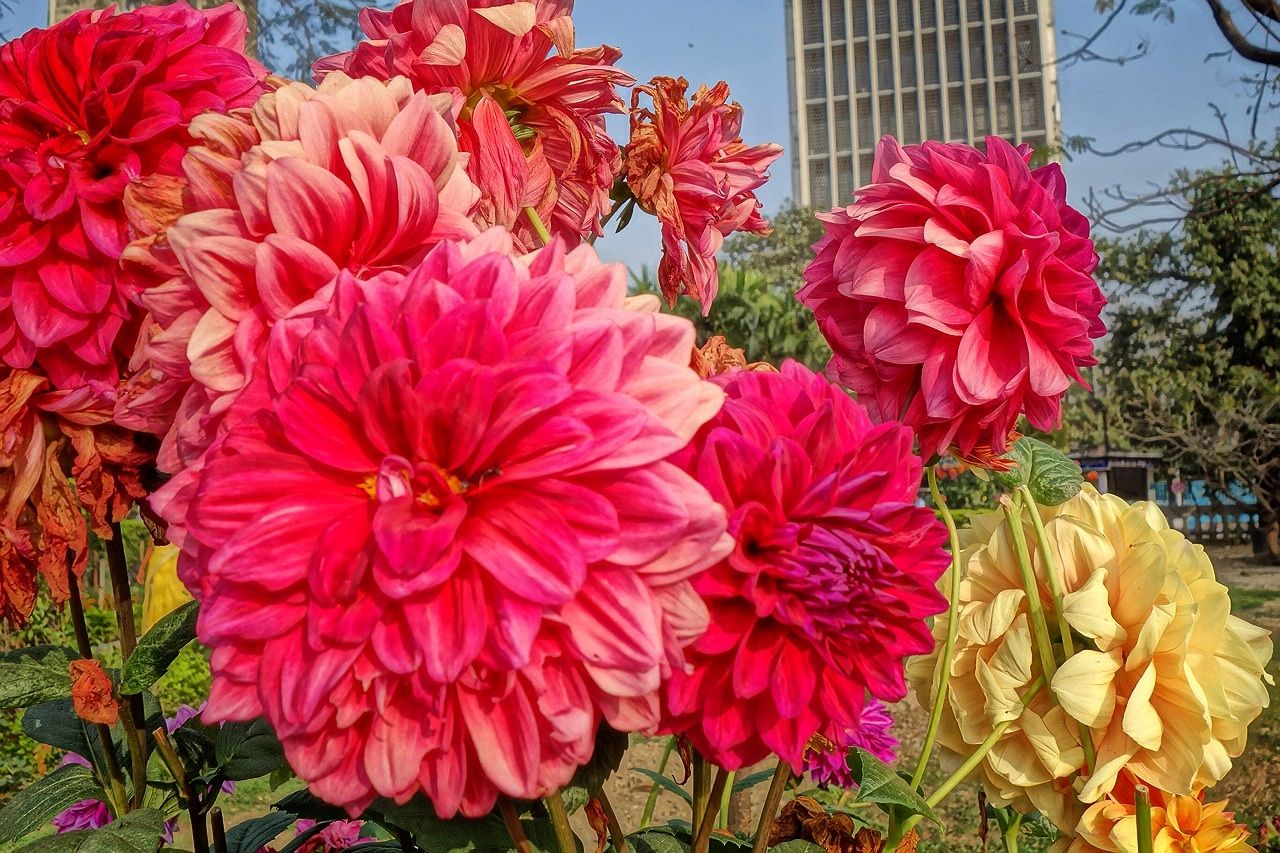 花
