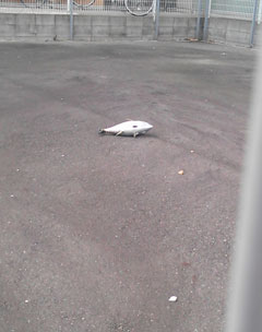さかな