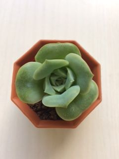 多肉植物観察 9 意外と強い子 ラブリーローズ じみはじ弁当日記 多肉植物観察 9 意外と強い子 ラブリーローズ じみはじ弁当日記