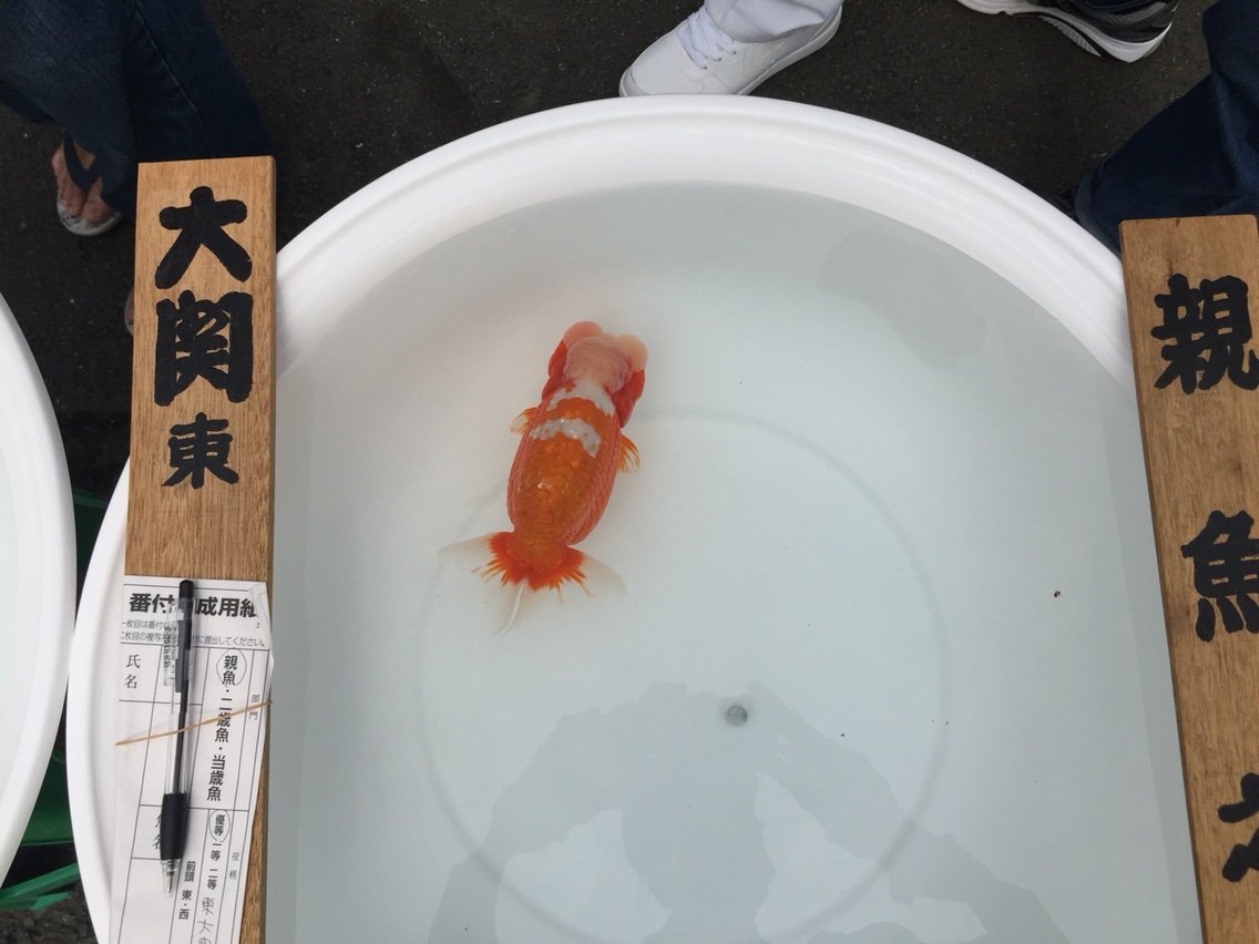 横浜観魚会品評会 らんちゅう飼育東京スタイル