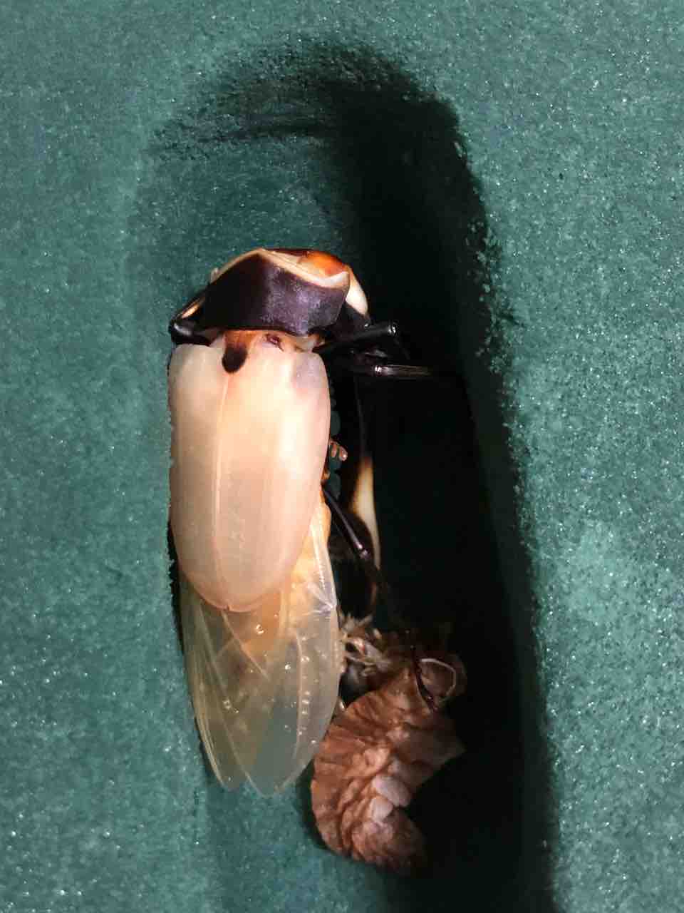 失敗パート2 昆虫diary 失敗パート2 昆虫diary