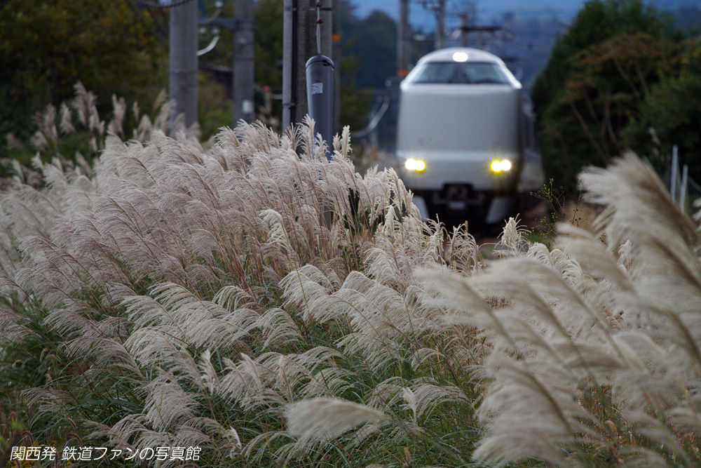 胡麻 3 無理やりにススキ 関西発 鉄道ファンの写真館 撮影地ガイド
