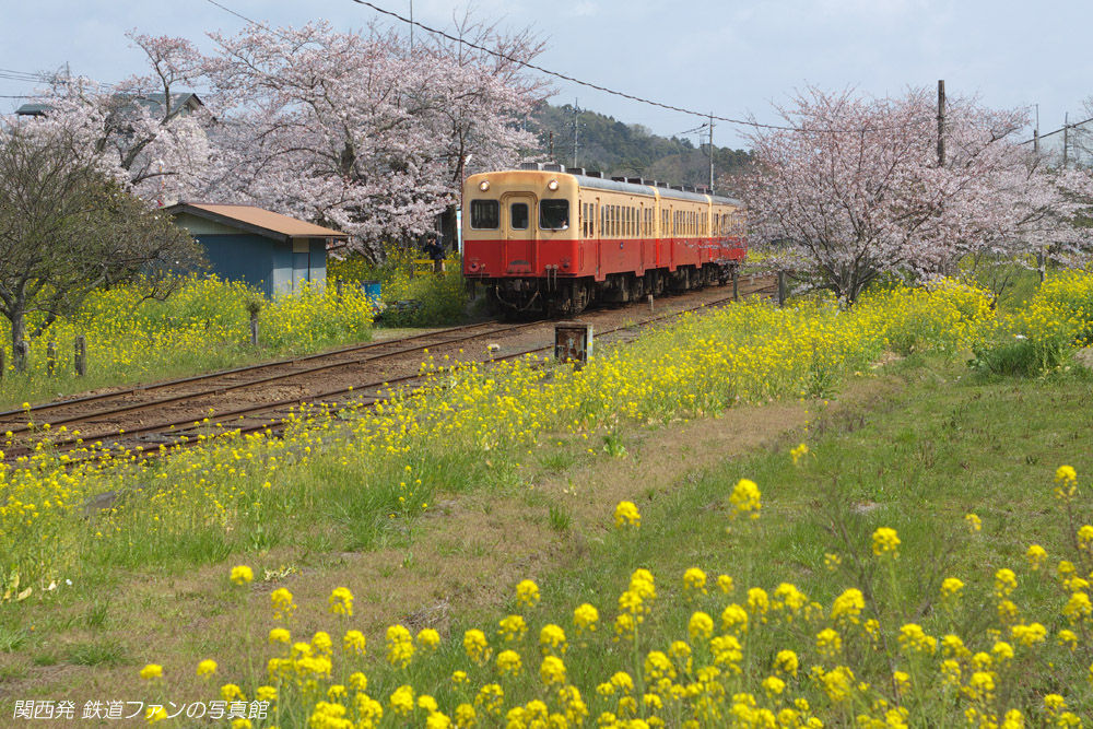小湊鉄道 高滝 1 駅を彩る菜の花と桜 関西発 鉄道ファンの写真館 撮影地ガイド 小湊鉄道 高滝 1 駅を彩る菜の花と桜 関西発 鉄道ファンの写真館 撮影地ガイド