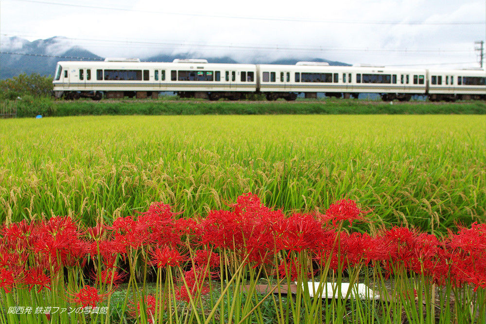 千代川 6 彼岸花咲く頃 関西発 鉄道ファンの写真館 撮影地ガイド