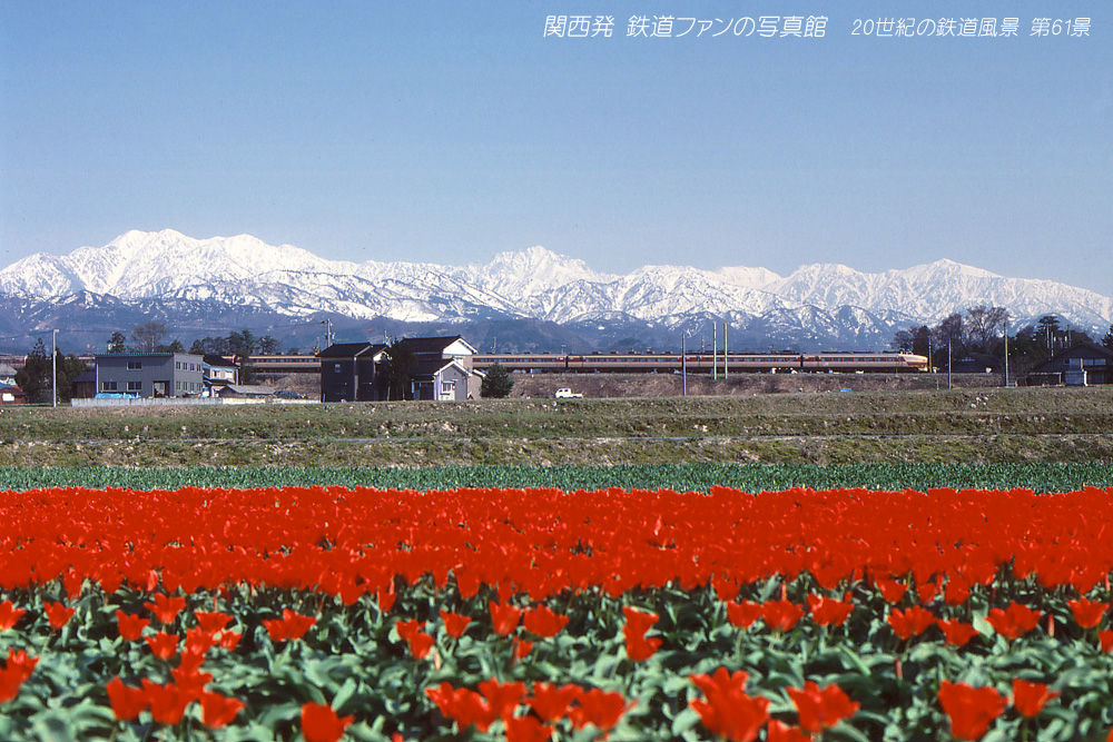 第61景 チューリップ畑と立山連峰 関西発 鉄道ファンの写真館 撮影地ガイド