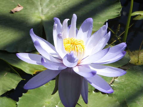 DSCF4020