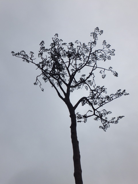 DSCF0814