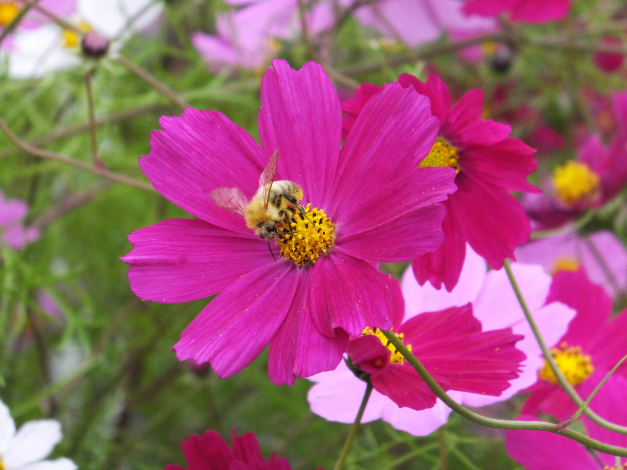15北海道フリーパス 5日目 霧多布岬 基本は日帰りですよ