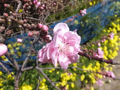 DSCF5804