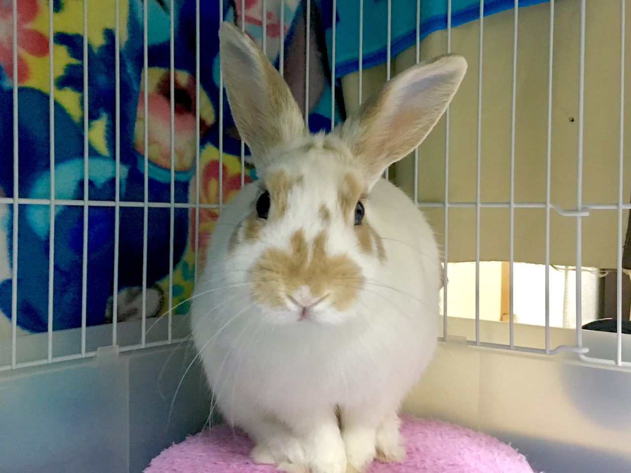 1歳うさぎ ふくちゃんお迎え1年 兎 及び偏愛