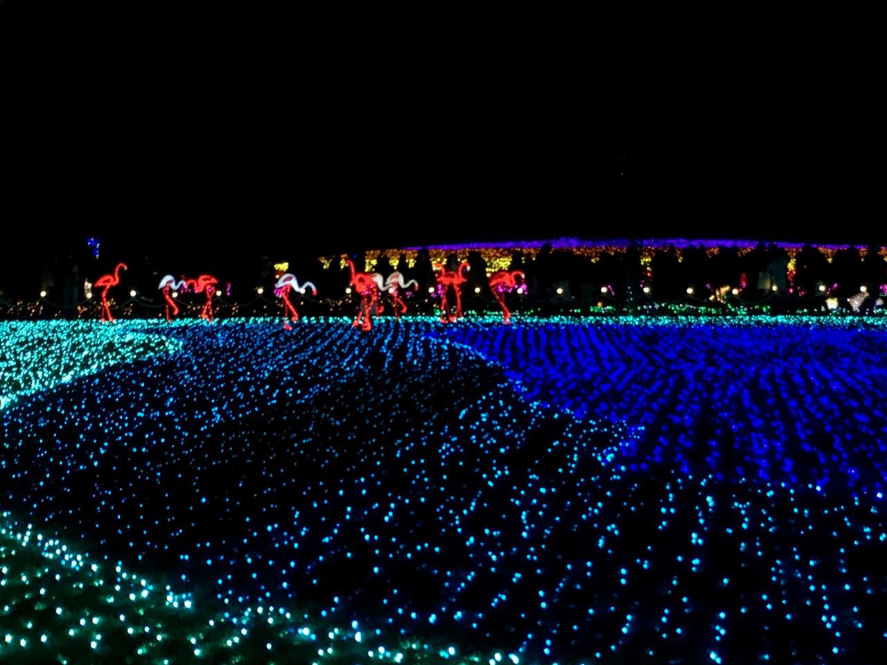 16 クリスマス続き 東武動物公園イルミネーション 兎 及び偏愛