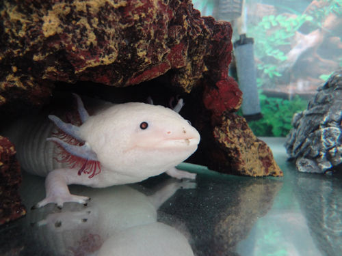 ウパコさん 事件です 爽快ウーパー