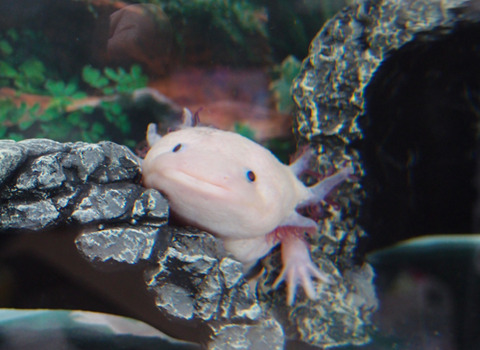 ウーパールーパー 爽快ウーパー