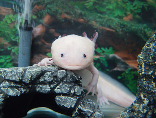 丸坊主 擬似 ウパコ 爽快ウーパー