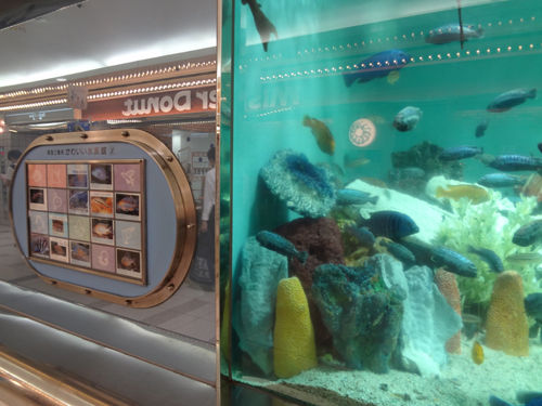 かわいい水族館 13年8月 爽快ウーパー かわいい水族館 13年8月 爽快ウーパー