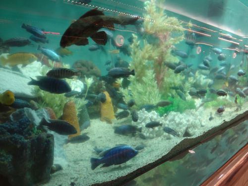 かわいい水族館 13年8月 爽快ウーパー かわいい水族館 13年8月 爽快ウーパー