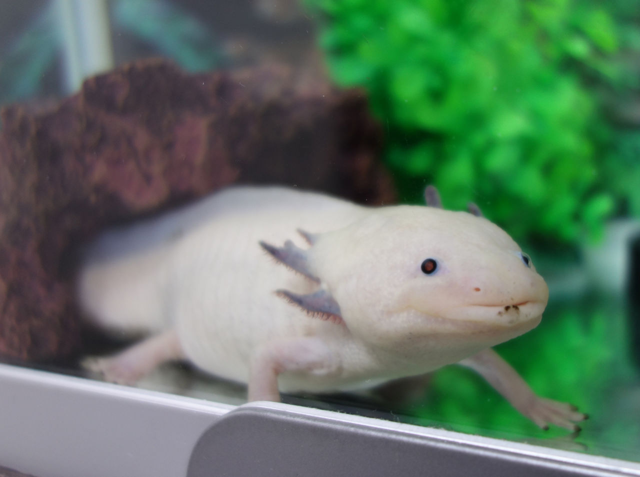 間もなく絶食1ヶ月 エラ伸長 爽快ウーパー