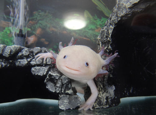 丸坊主 擬似 ウパコ 爽快ウーパー