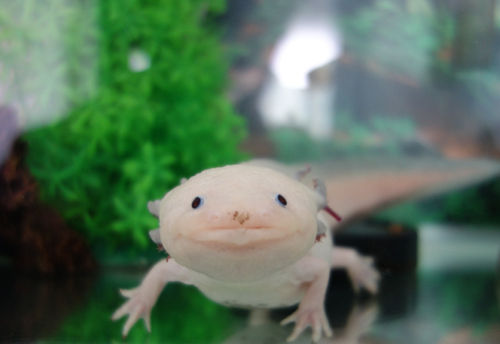 うぱ子はじめました 第2話載ってます 爽快ウーパー