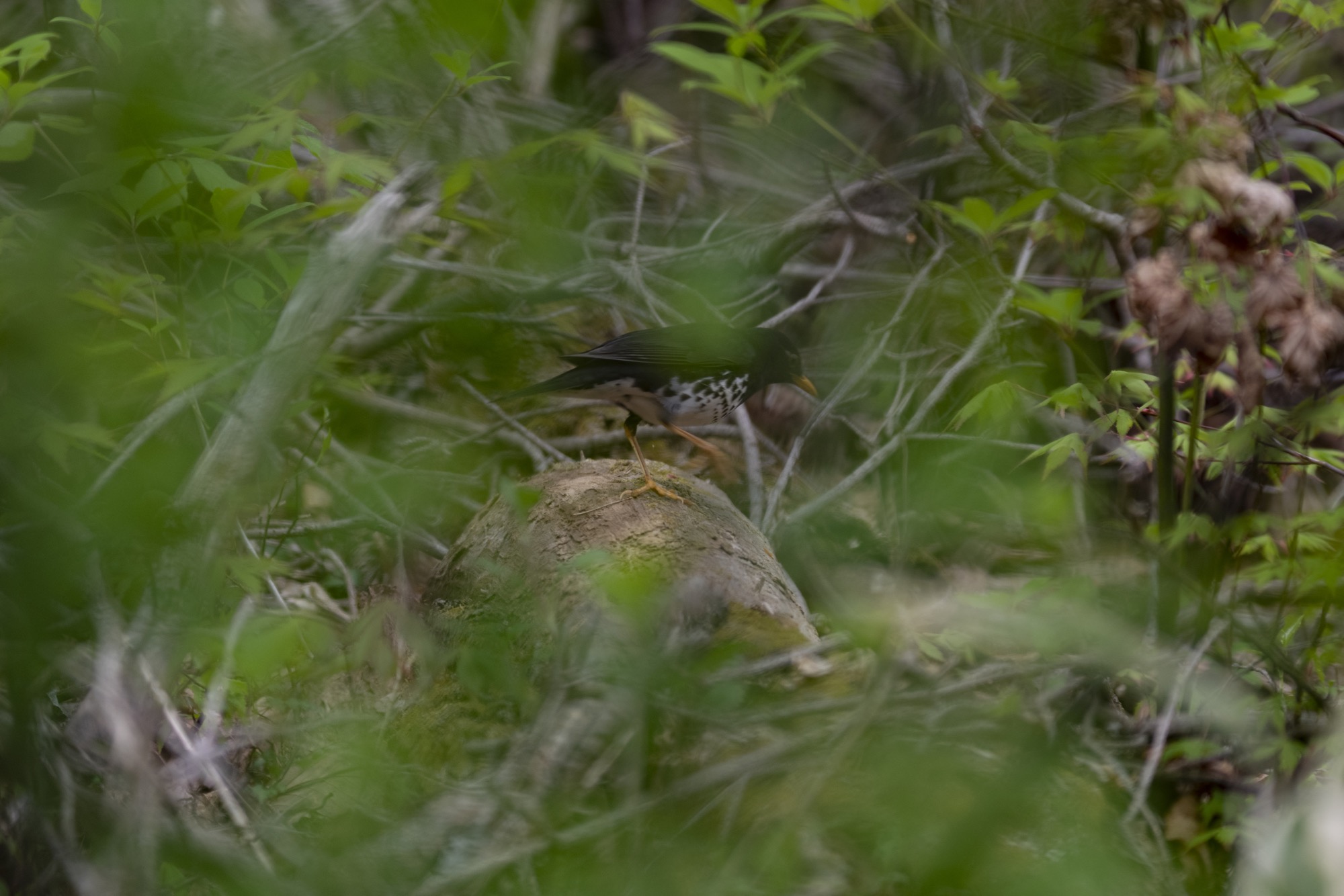 20180502長野 - 7