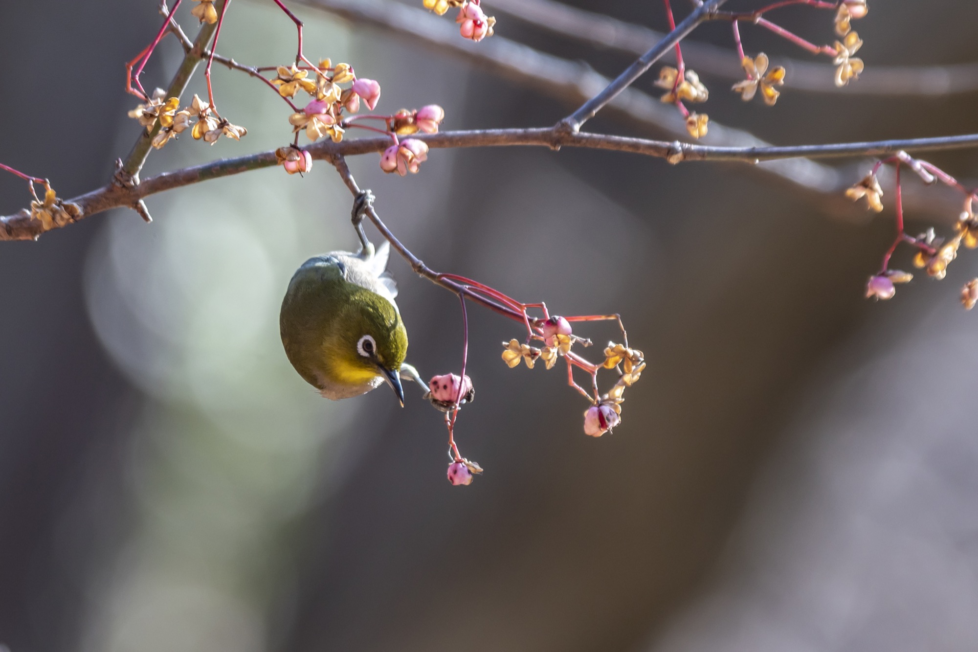 20190211写真展 - 1