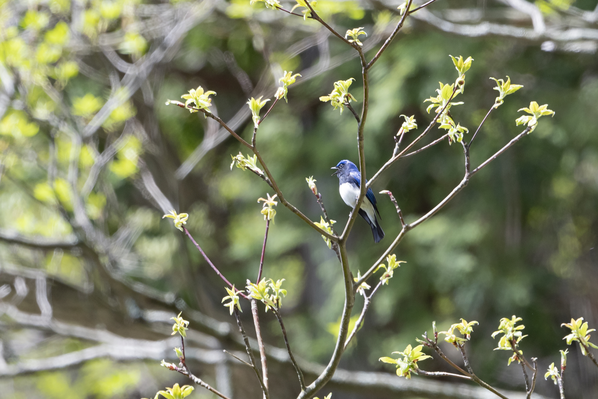 20190428神奈川 - 6