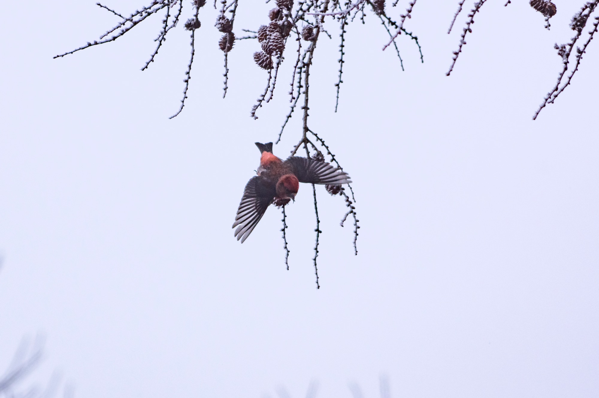 20180120長野 - 1