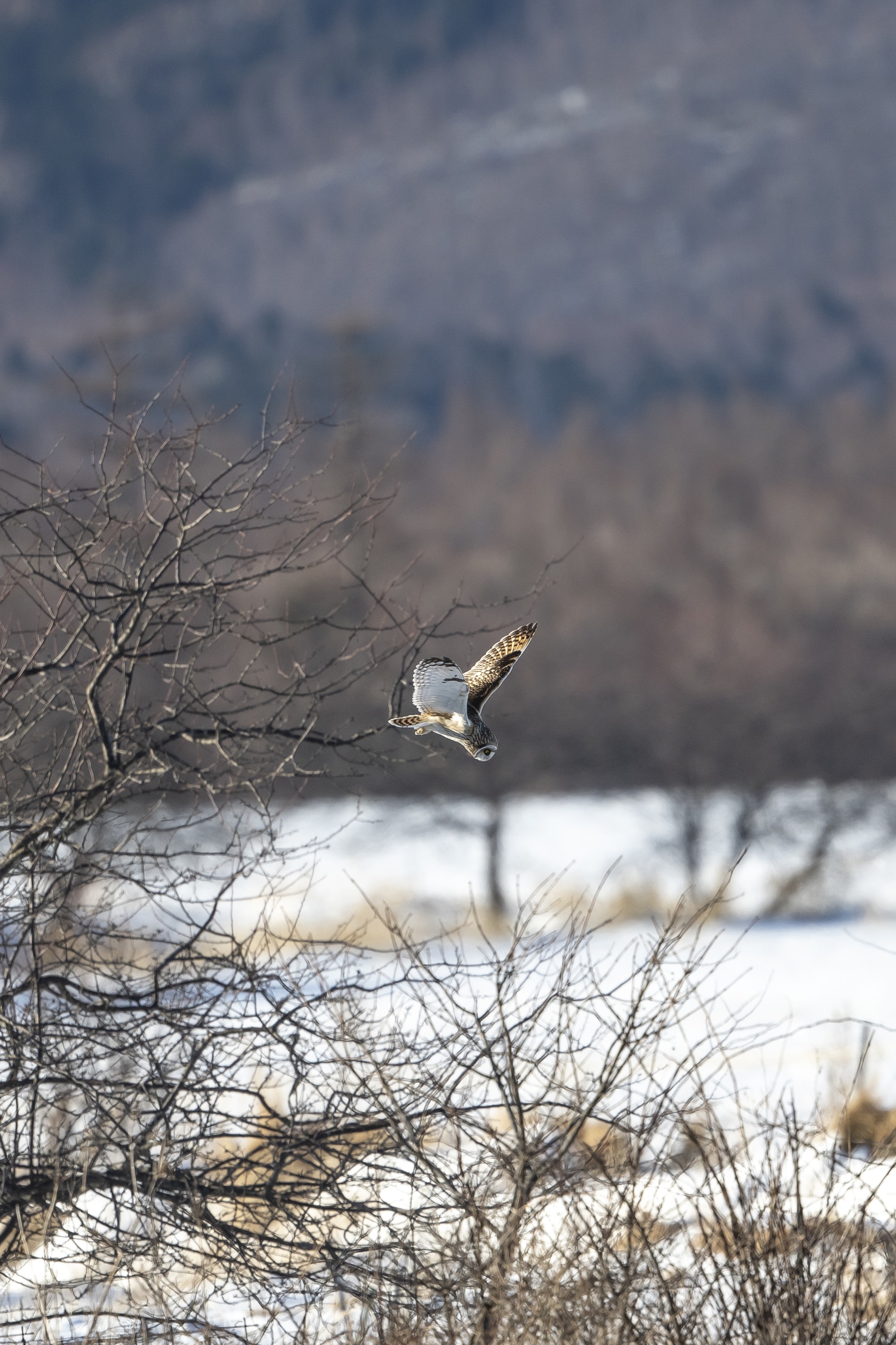 20190202長野 - 34