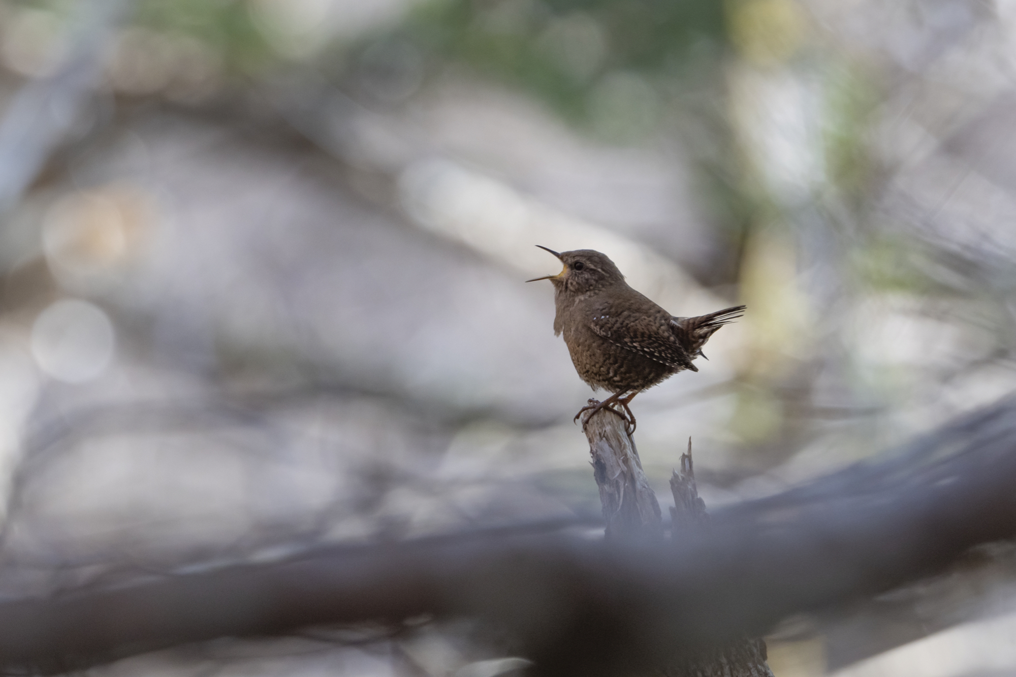 20190419長野 - 9