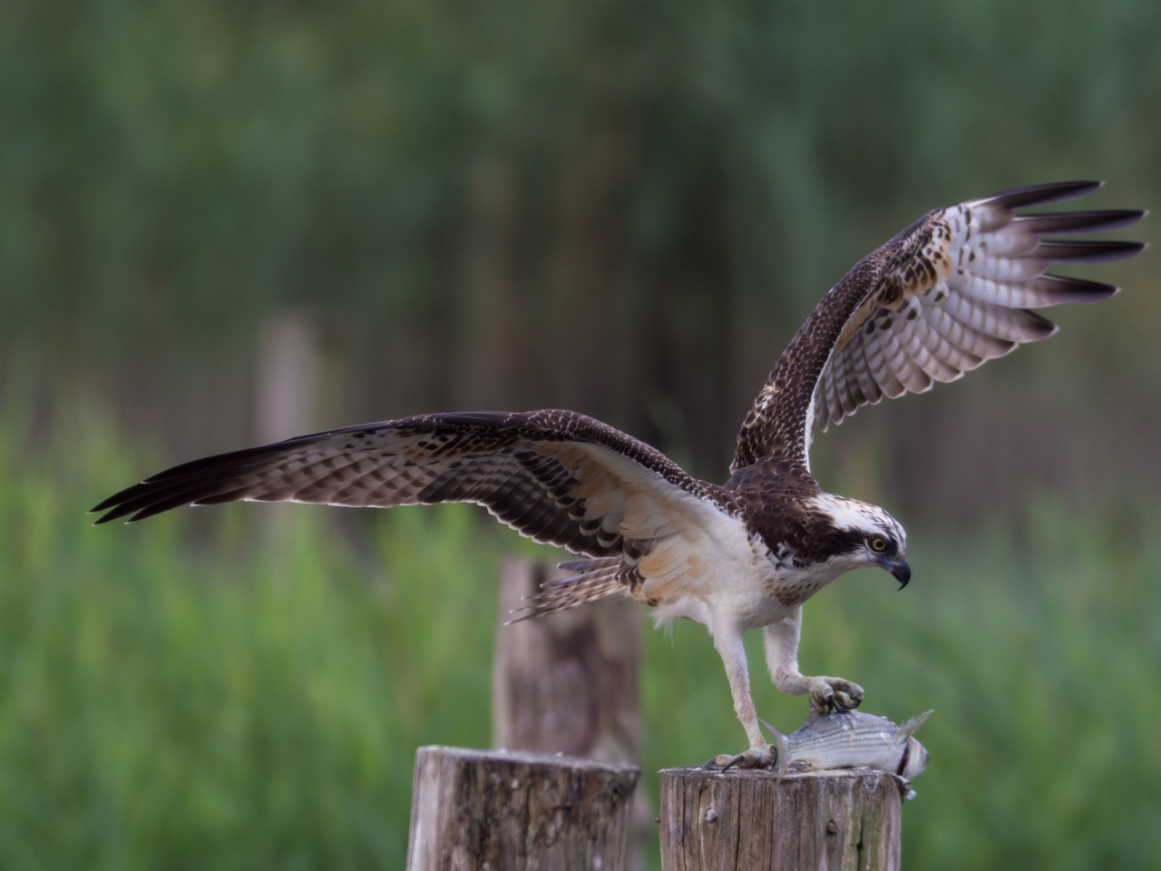 葛西臨海公園のミサゴ 週末探鳥日記