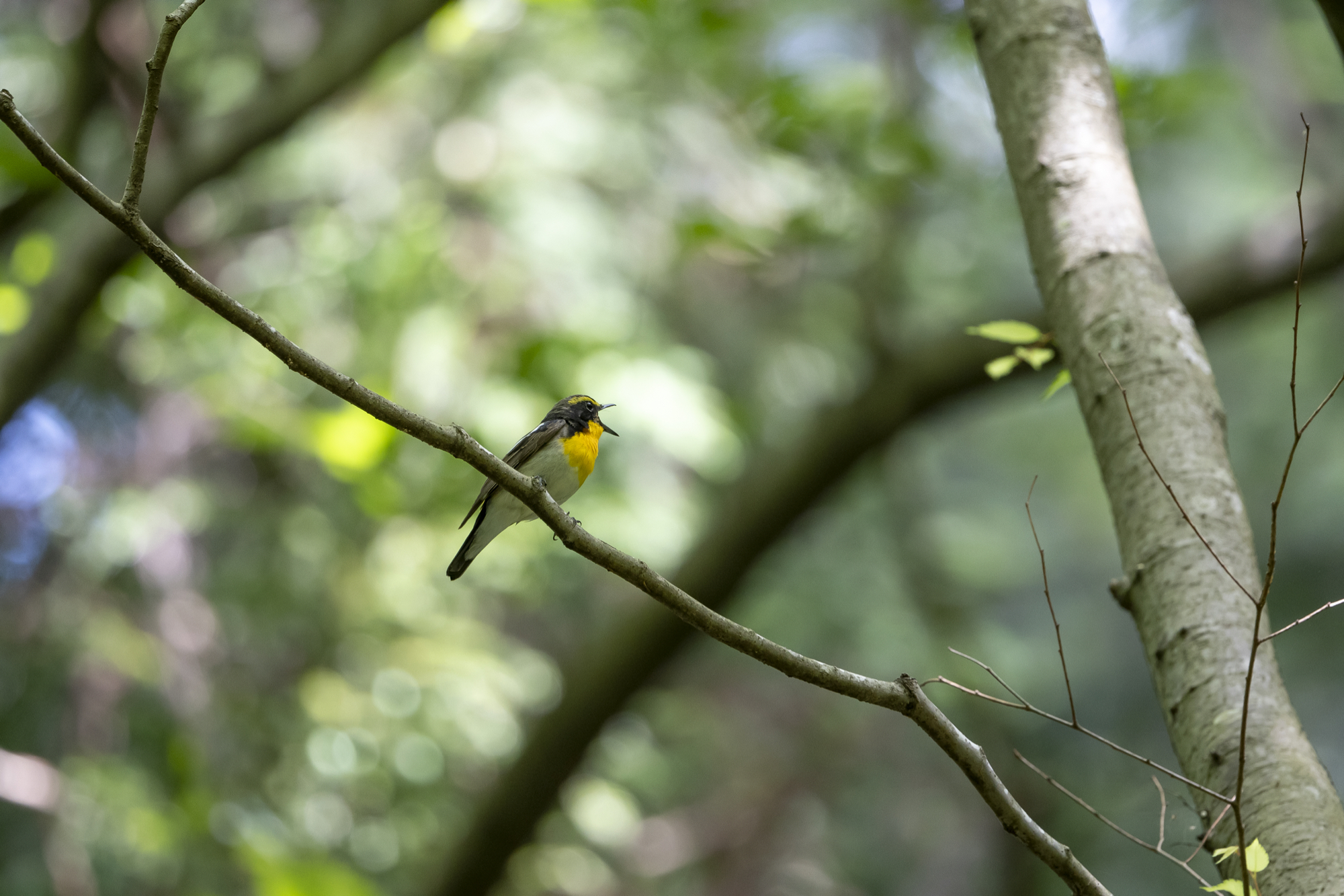 20190519葉山 - 3