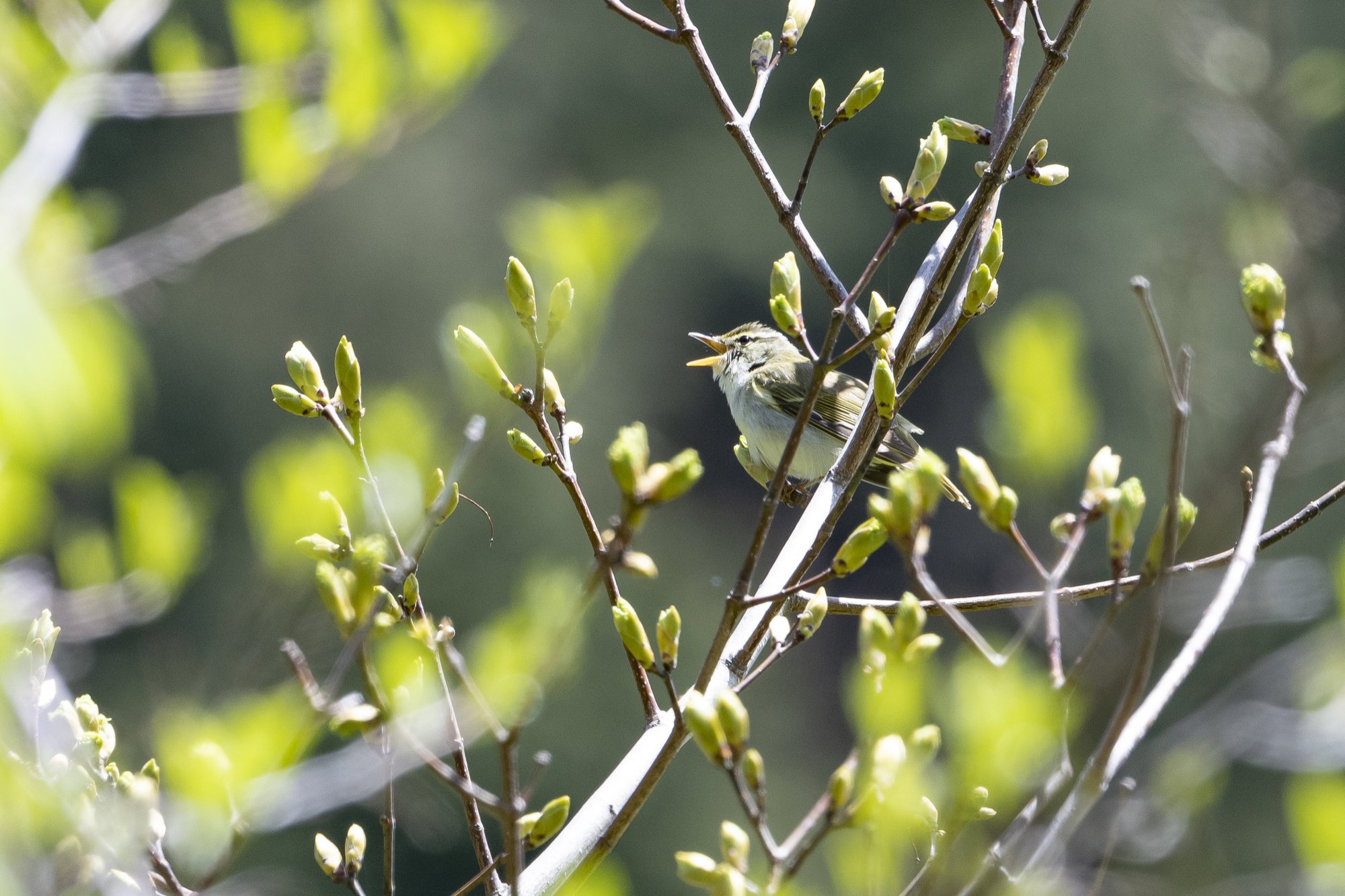 20190428神奈川 - 7