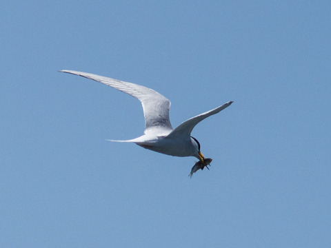 P5302679