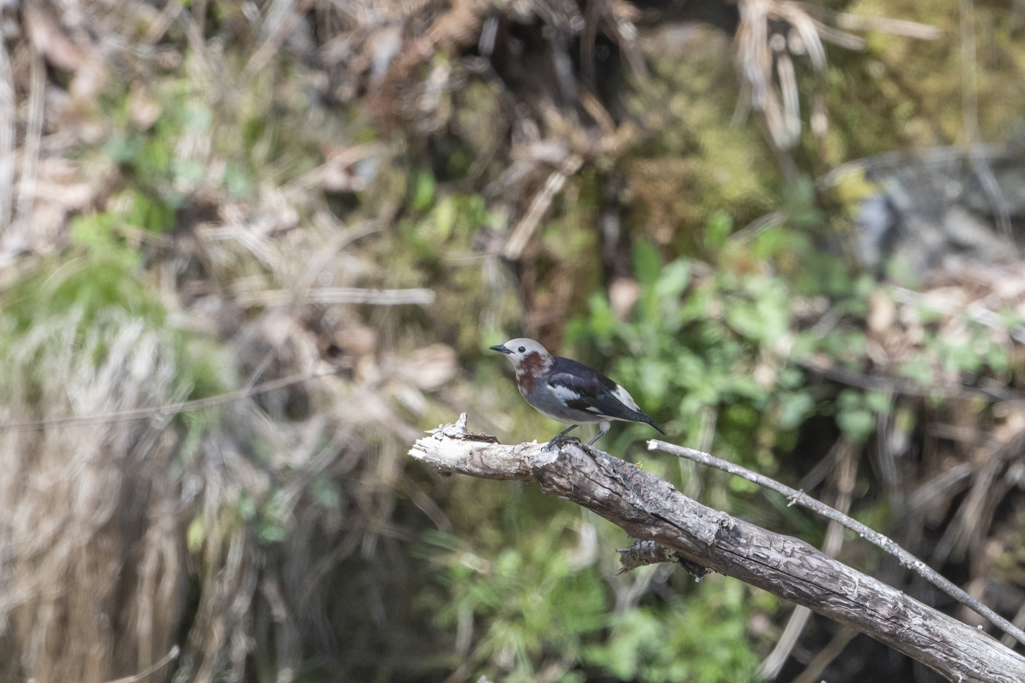 20190503長野 - 10