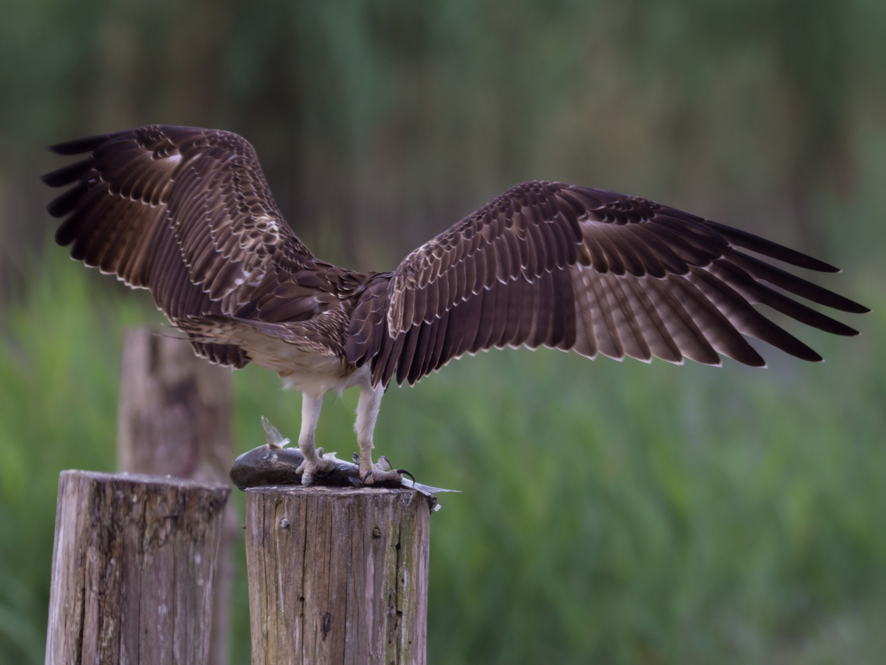 葛西臨海公園のミサゴ 週末探鳥日記