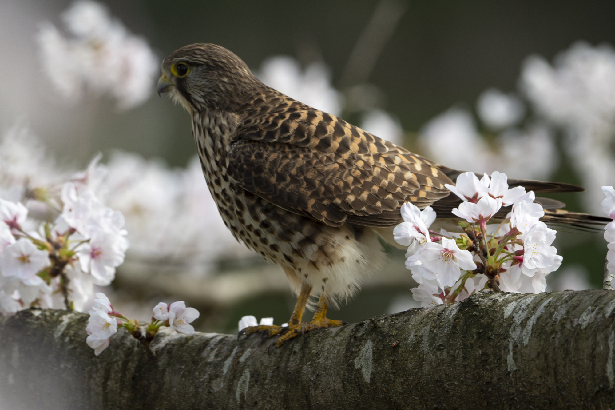20190330東京 - 3
