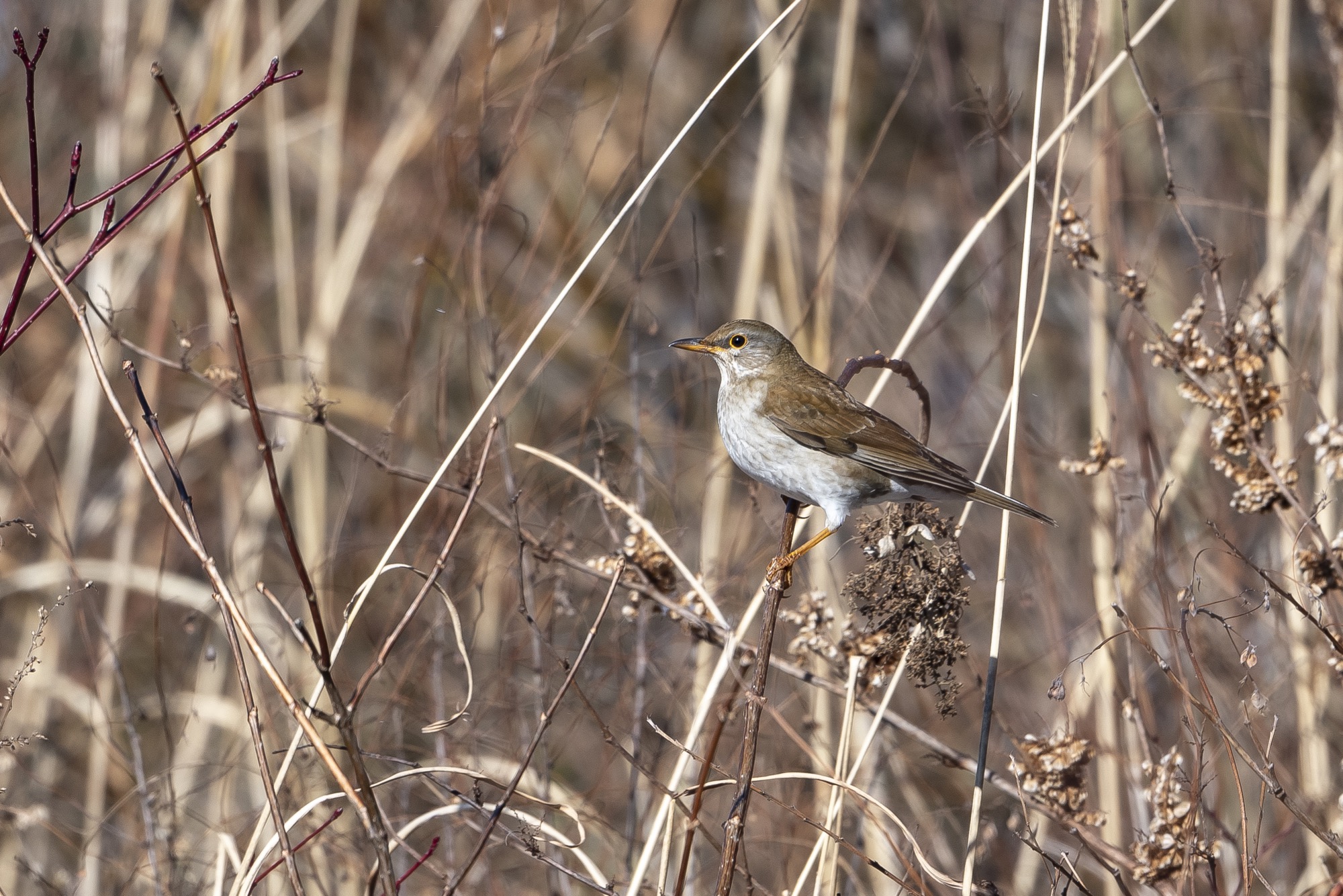 20190202長野 - 4